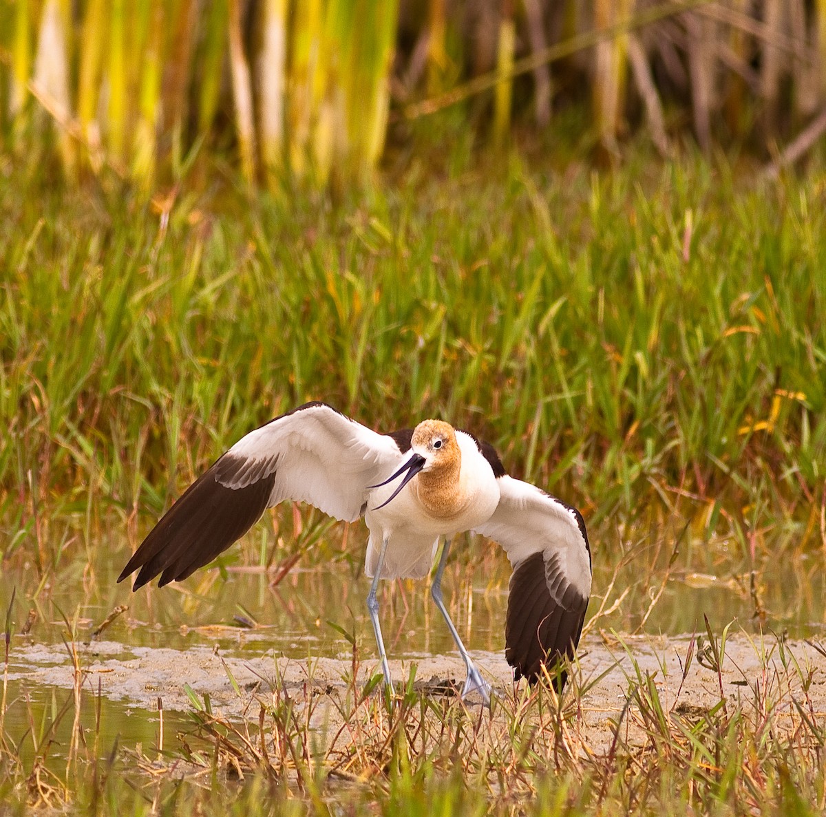 American Avocet - ML646378820