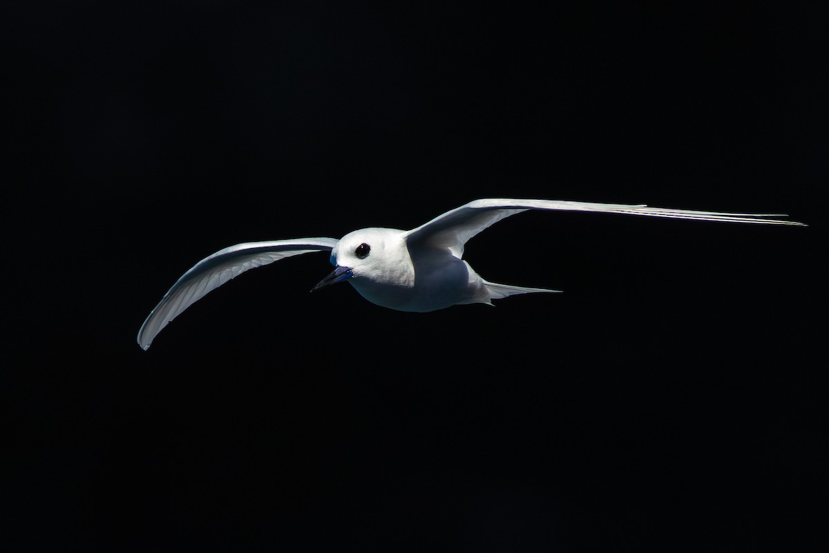 Blue-billed White-Tern - ML646378821