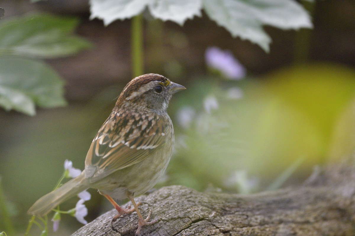 White-throated Sparrow - ML646378822