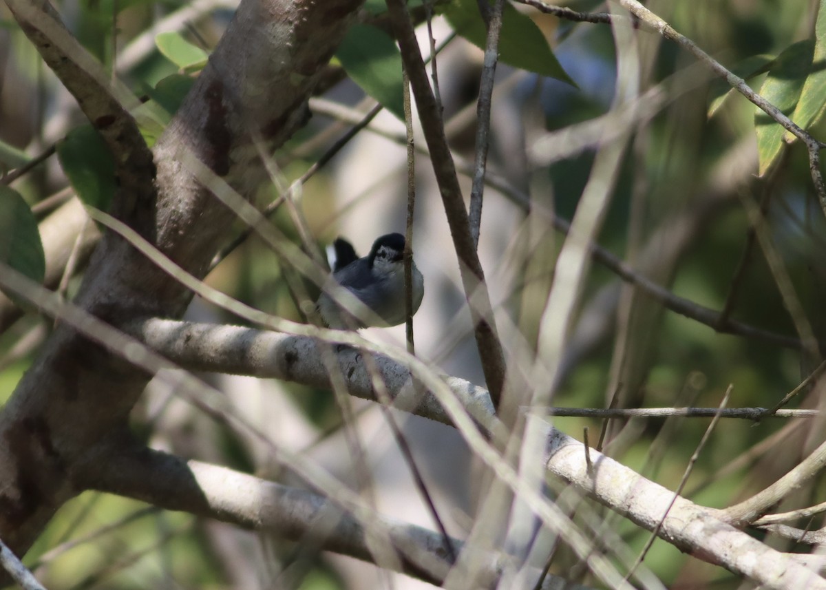 White-lored Gnatcatcher - ML646378823