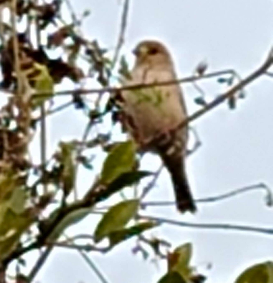 House Sparrow - ML646378824