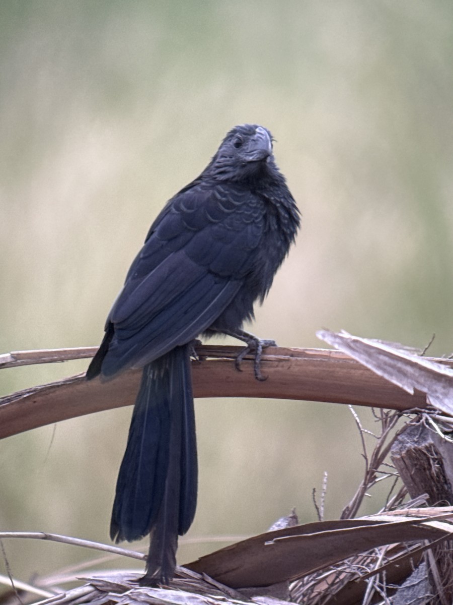 Groove-billed Ani - ML646378825
