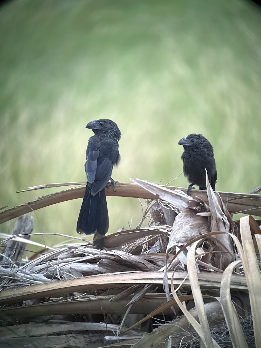 Groove-billed Ani - ML646378826