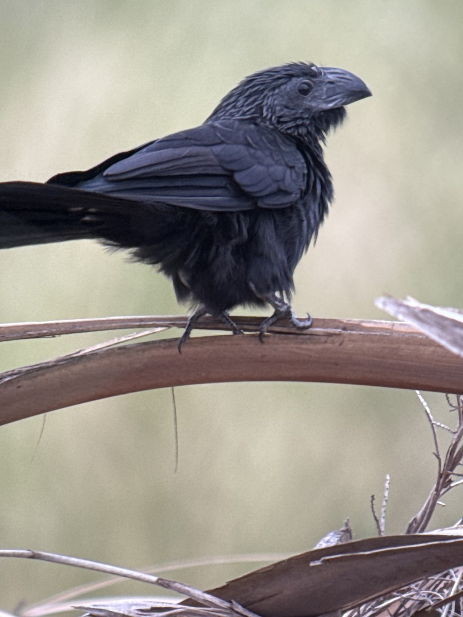 Groove-billed Ani - ML646378827