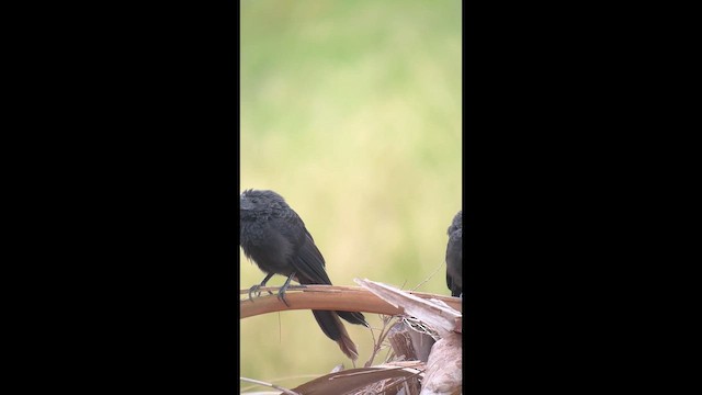 Groove-billed Ani - ML646378828