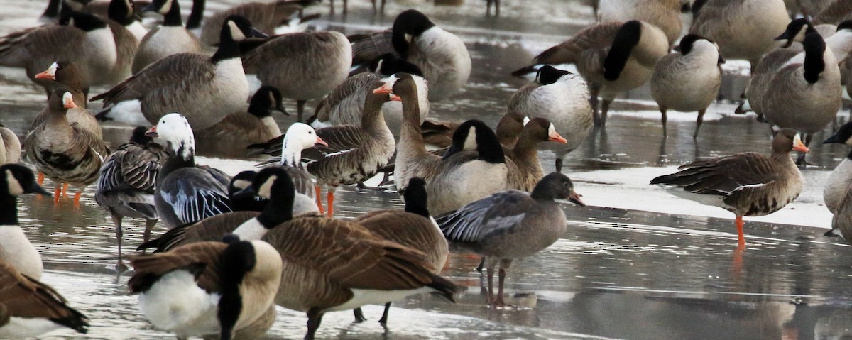 Greater White-fronted Goose - ML646378829