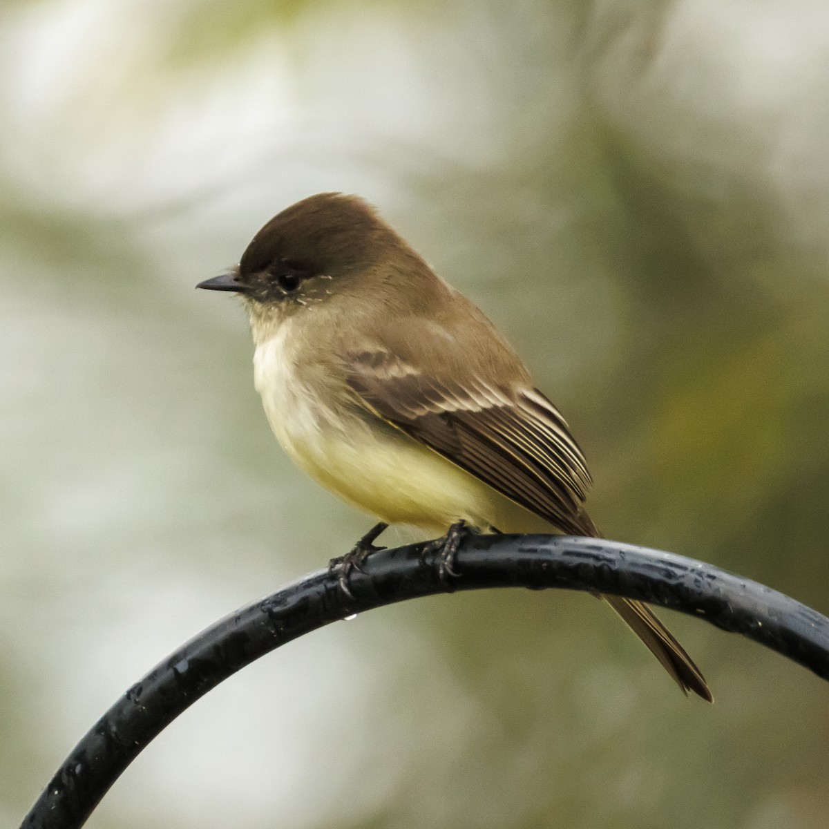 Eastern Phoebe - ML646378830