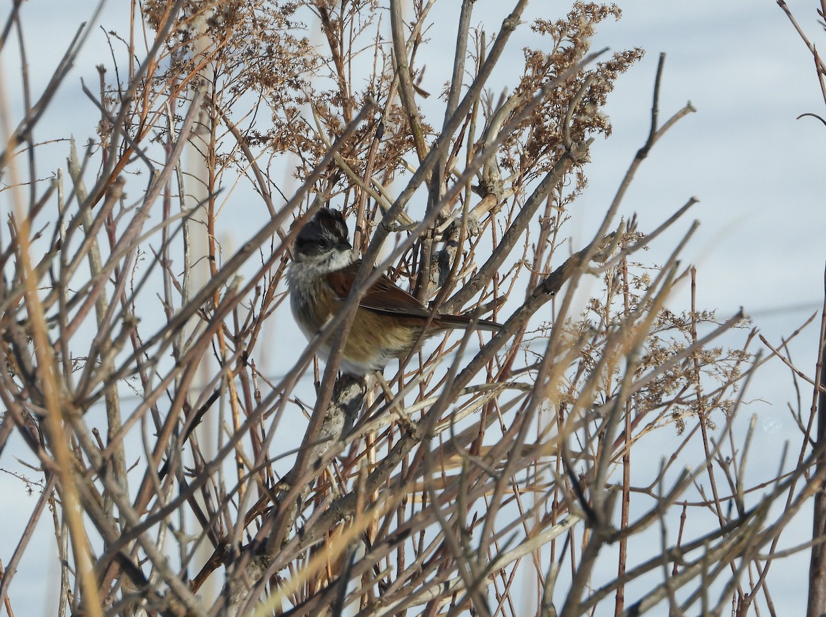 Swamp Sparrow - ML646378831
