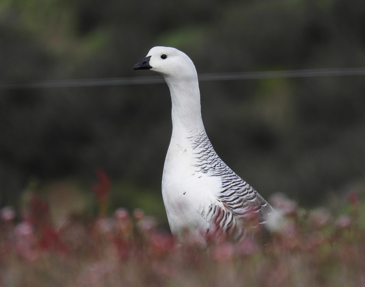 Upland Goose - ML646378832