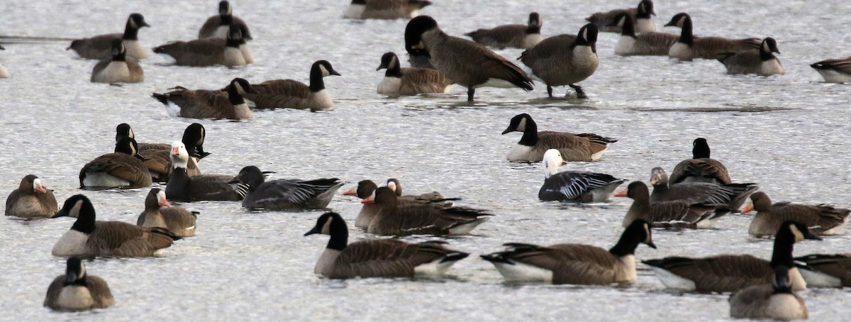 Greater White-fronted Goose - ML646378833