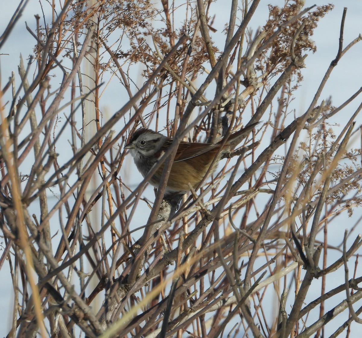 Swamp Sparrow - ML646378834