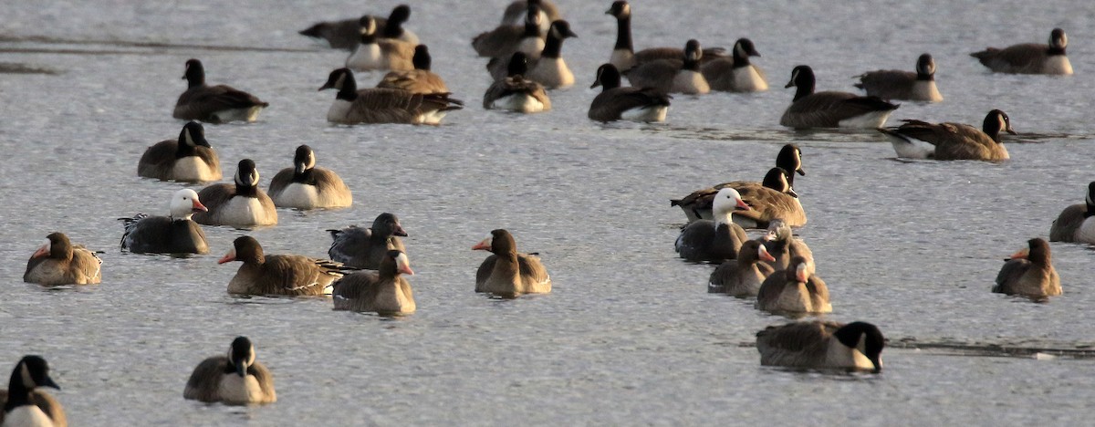 Greater White-fronted Goose - ML646378835