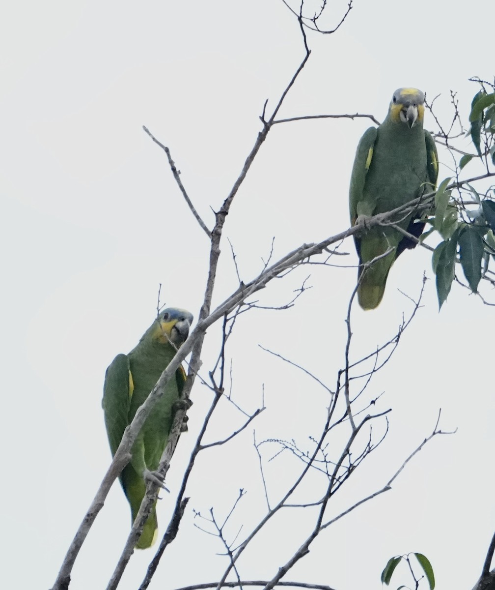 Orange-winged Amazon - ML646378836