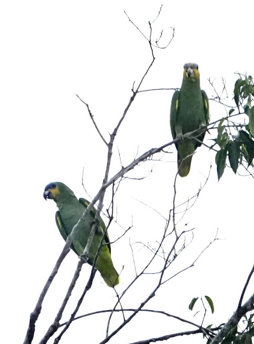 Orange-winged Amazon - ML646378837