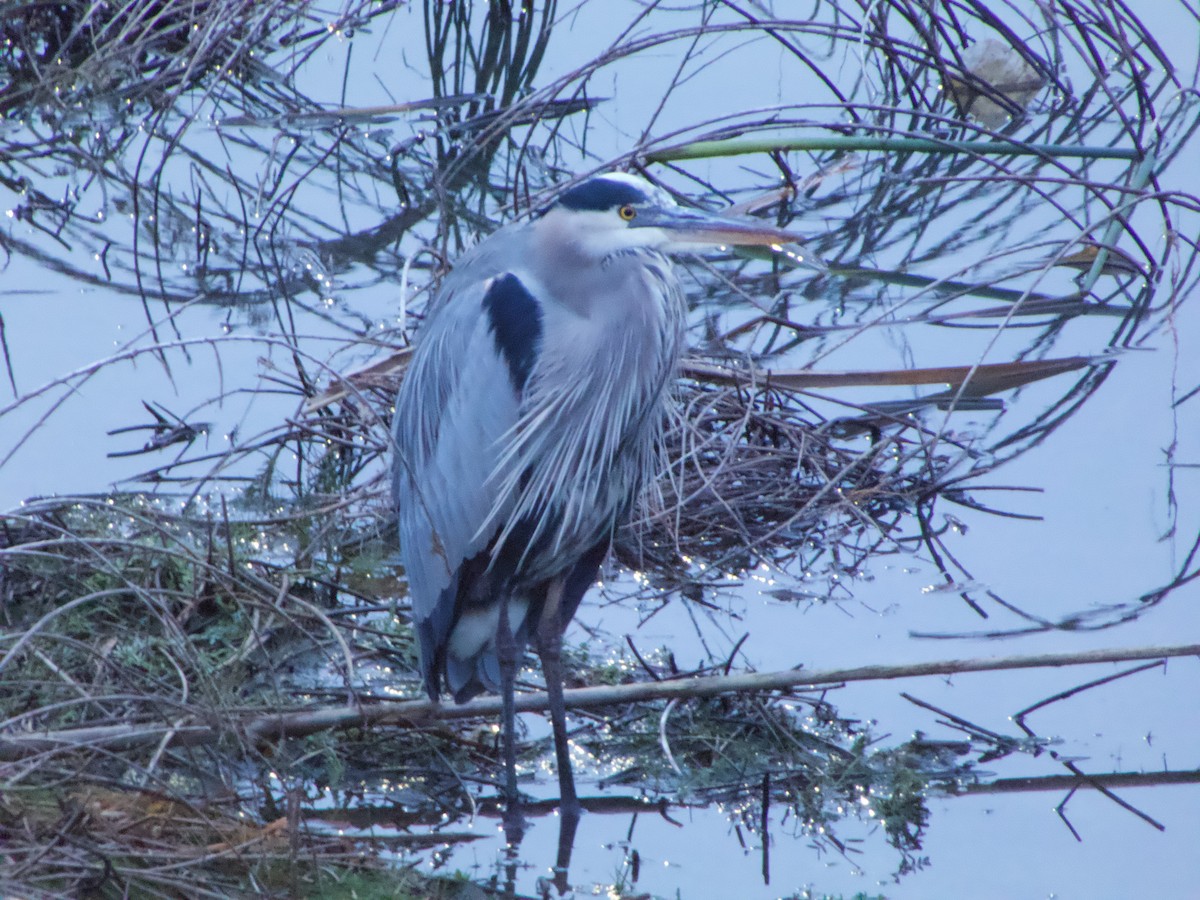 Great Blue Heron - ML646378838