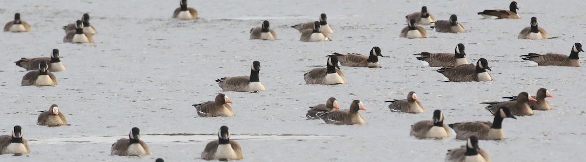 Greater White-fronted Goose - ML646378839