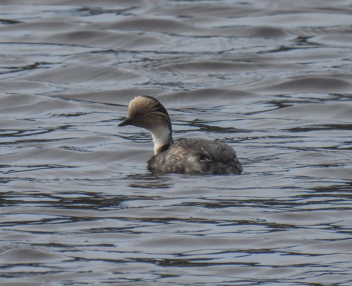 Silvery Grebe - ML646378840