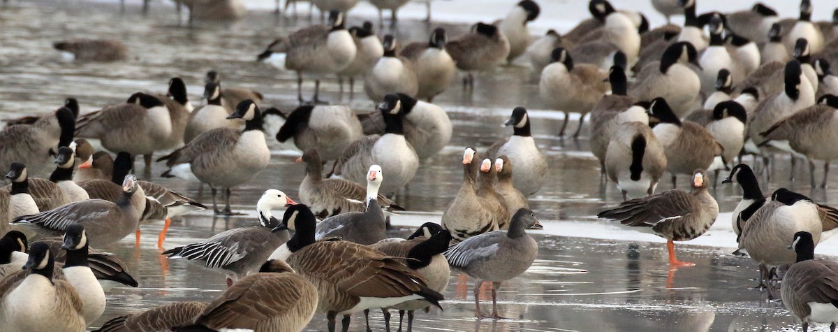Greater White-fronted Goose - ML646378841