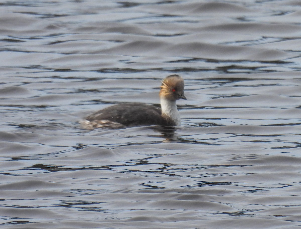 Silvery Grebe - ML646378842