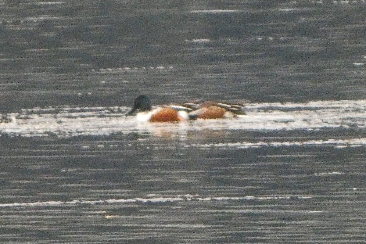 Northern Shoveler - ML646378843