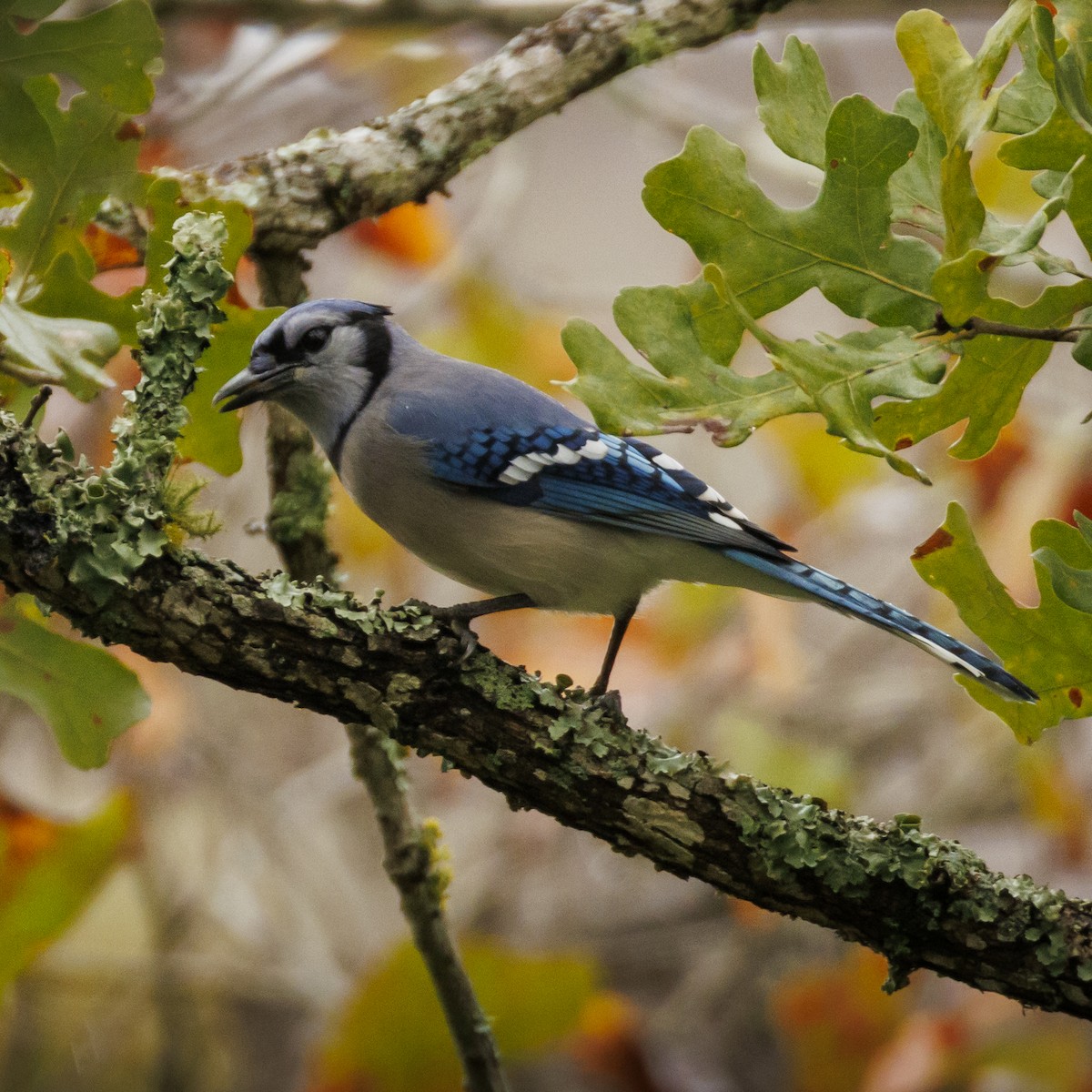 Geai bleu - ML646378844