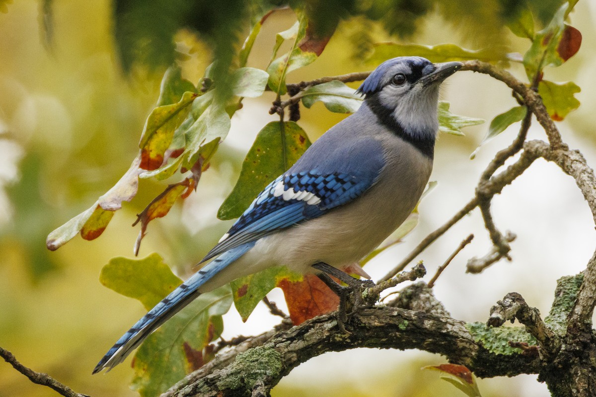 Geai bleu - ML646378845