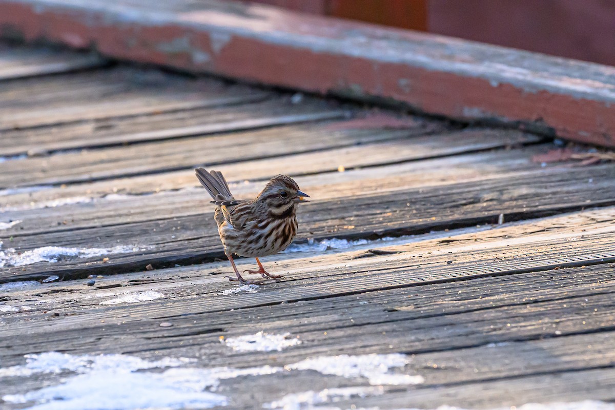 Song Sparrow - ML646378846