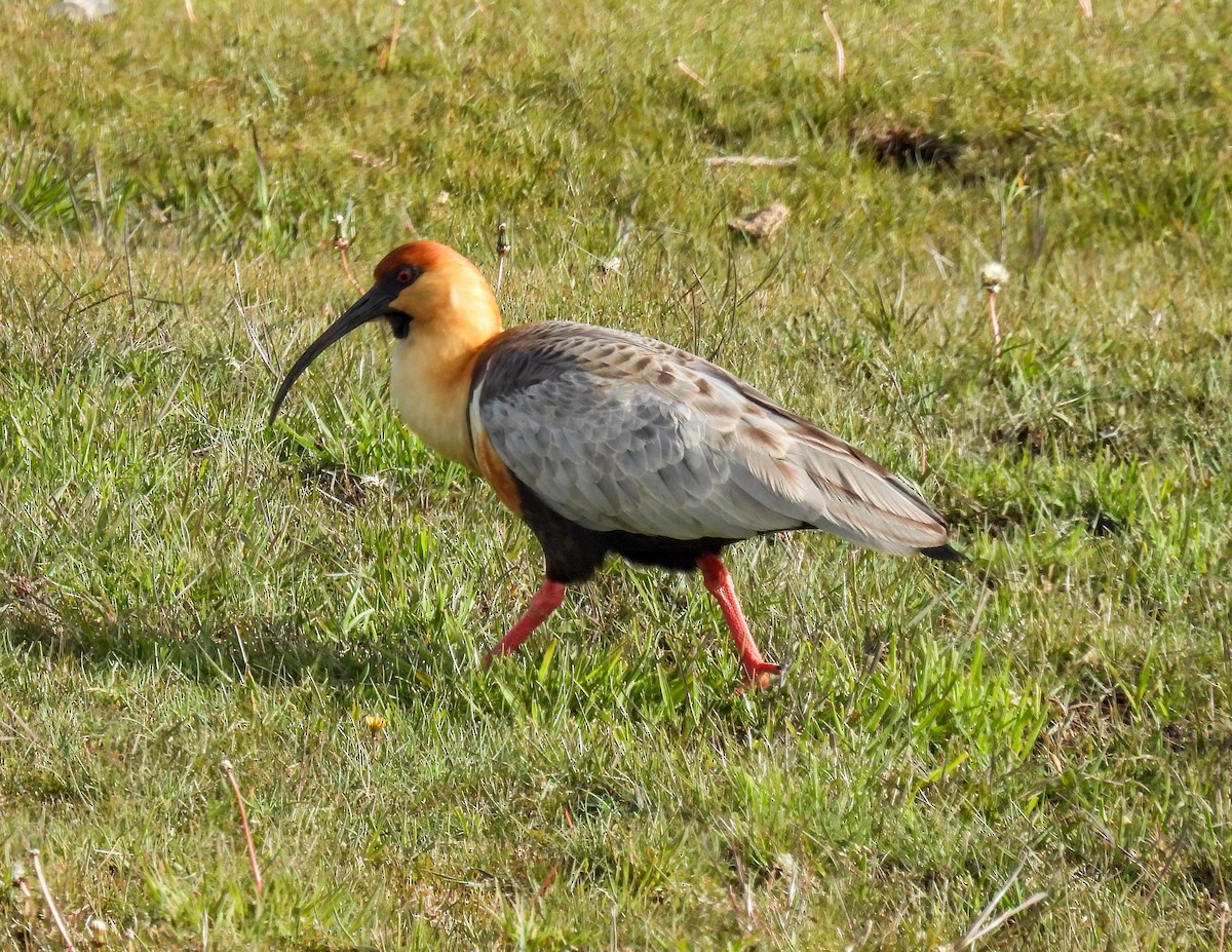 Black-faced Ibis - ML646378848