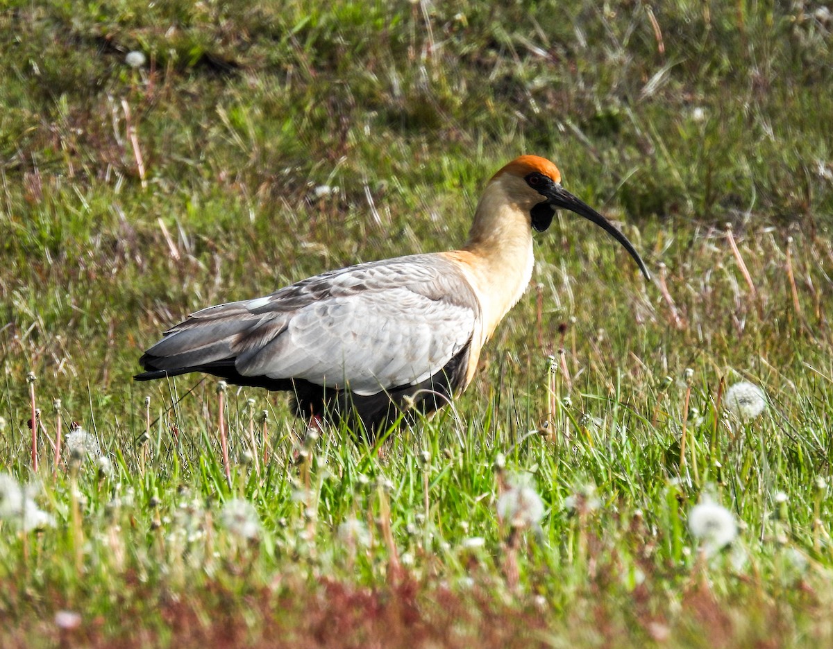 Black-faced Ibis - ML646378849