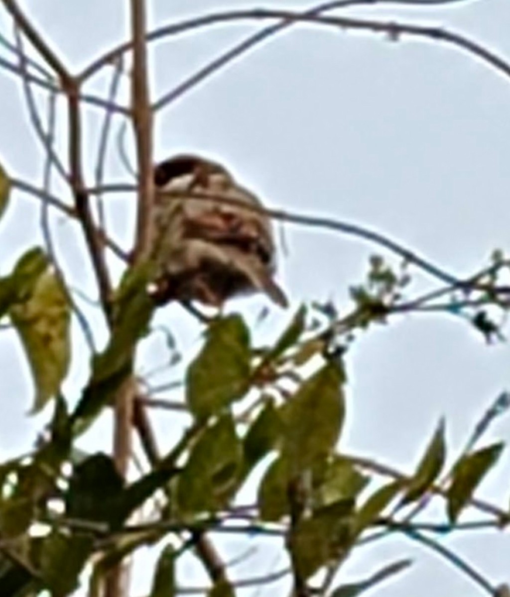 House Sparrow - ML646378850