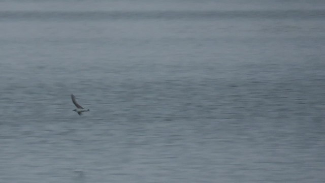 Little Gull - ML646378853