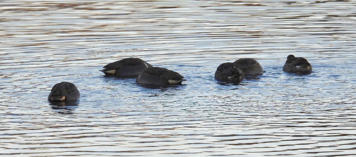 Green-winged Teal - ML646378854