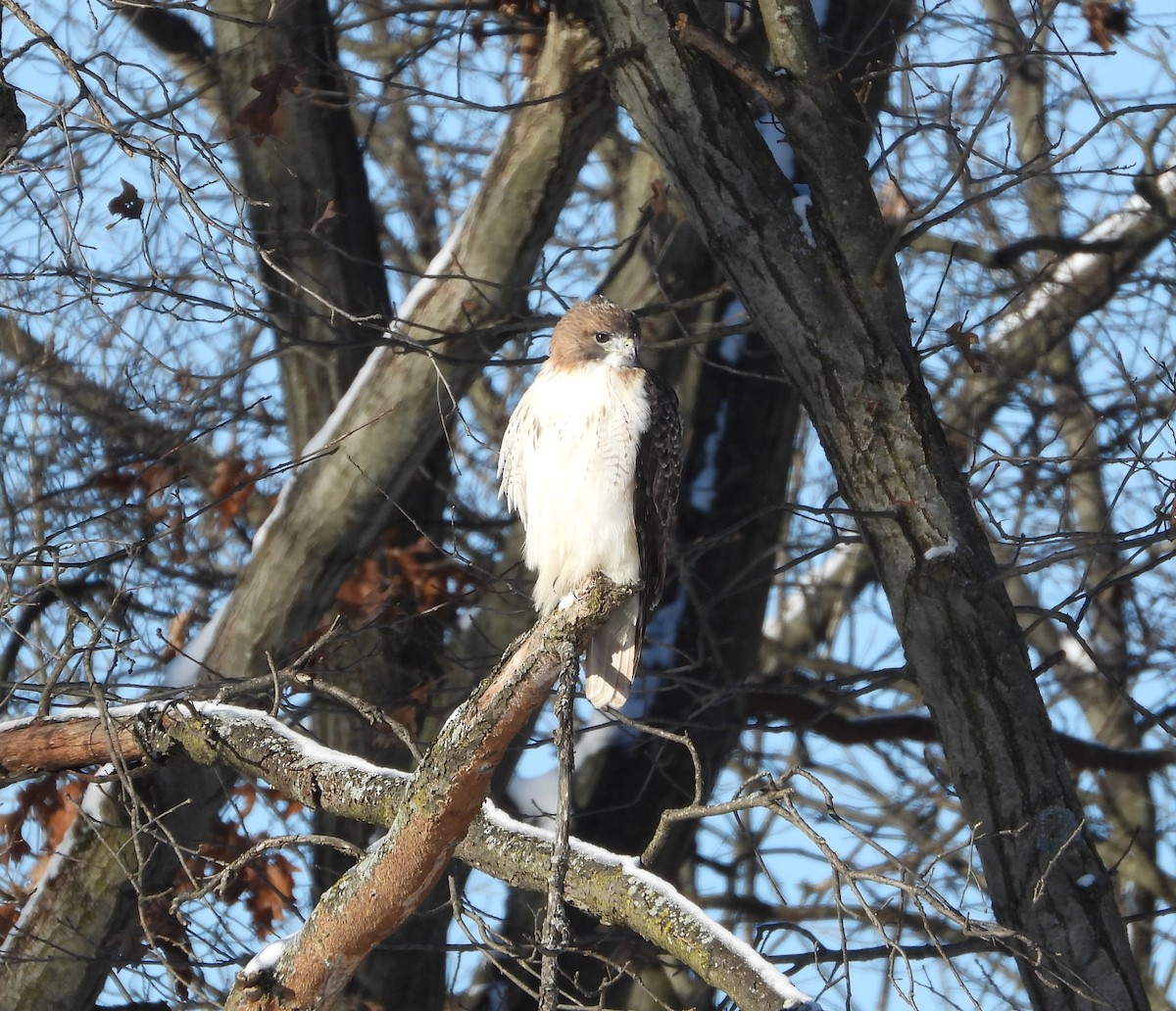 Red-tailed Hawk - ML646378855