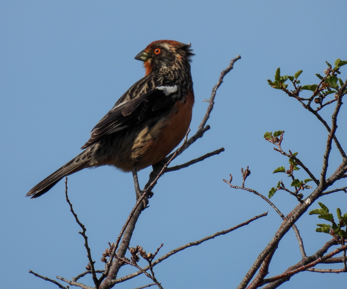 Rufous-tailed Plantcutter - ML646378856