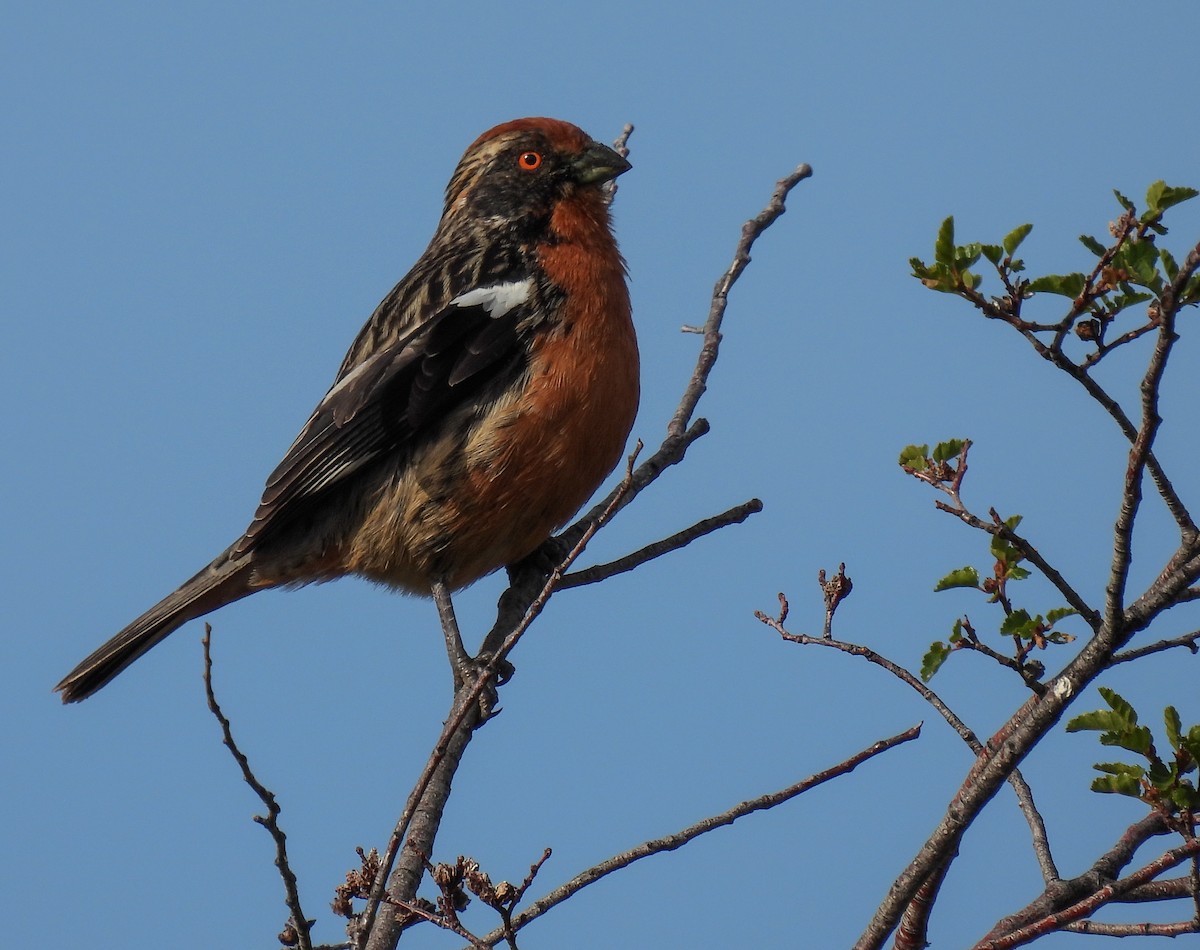 Rufous-tailed Plantcutter - ML646378857