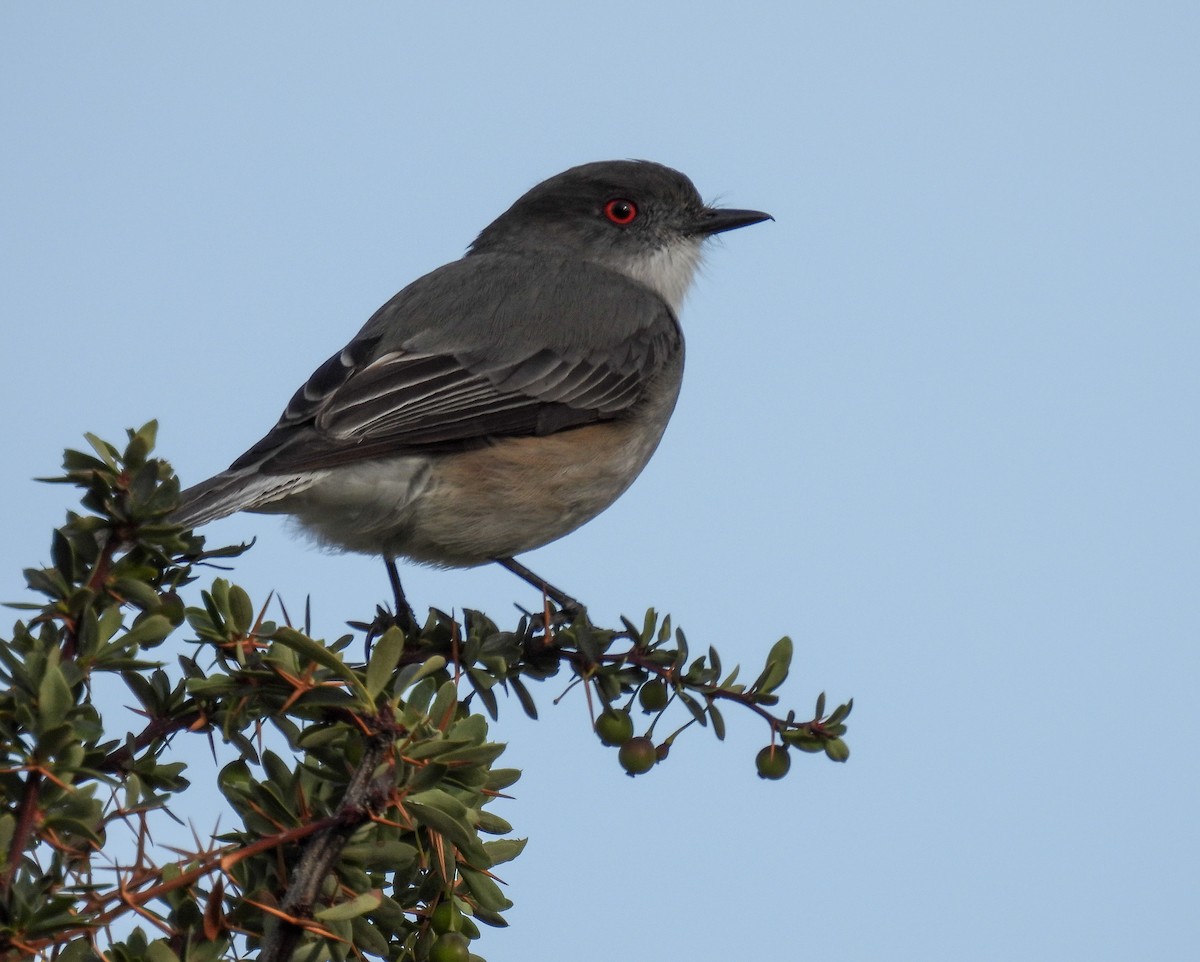 Fire-eyed Diucon - ML646378861