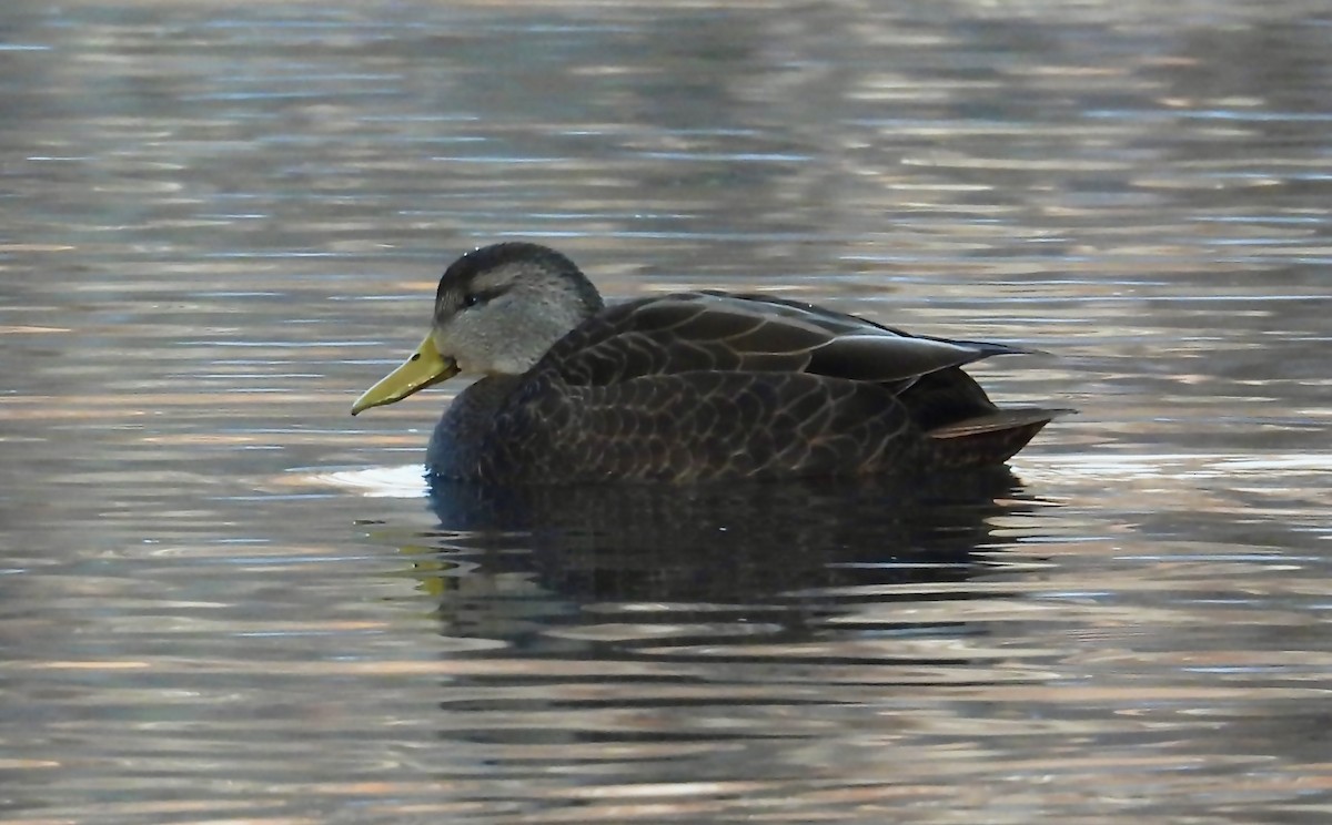 American Black Duck - ML646378862