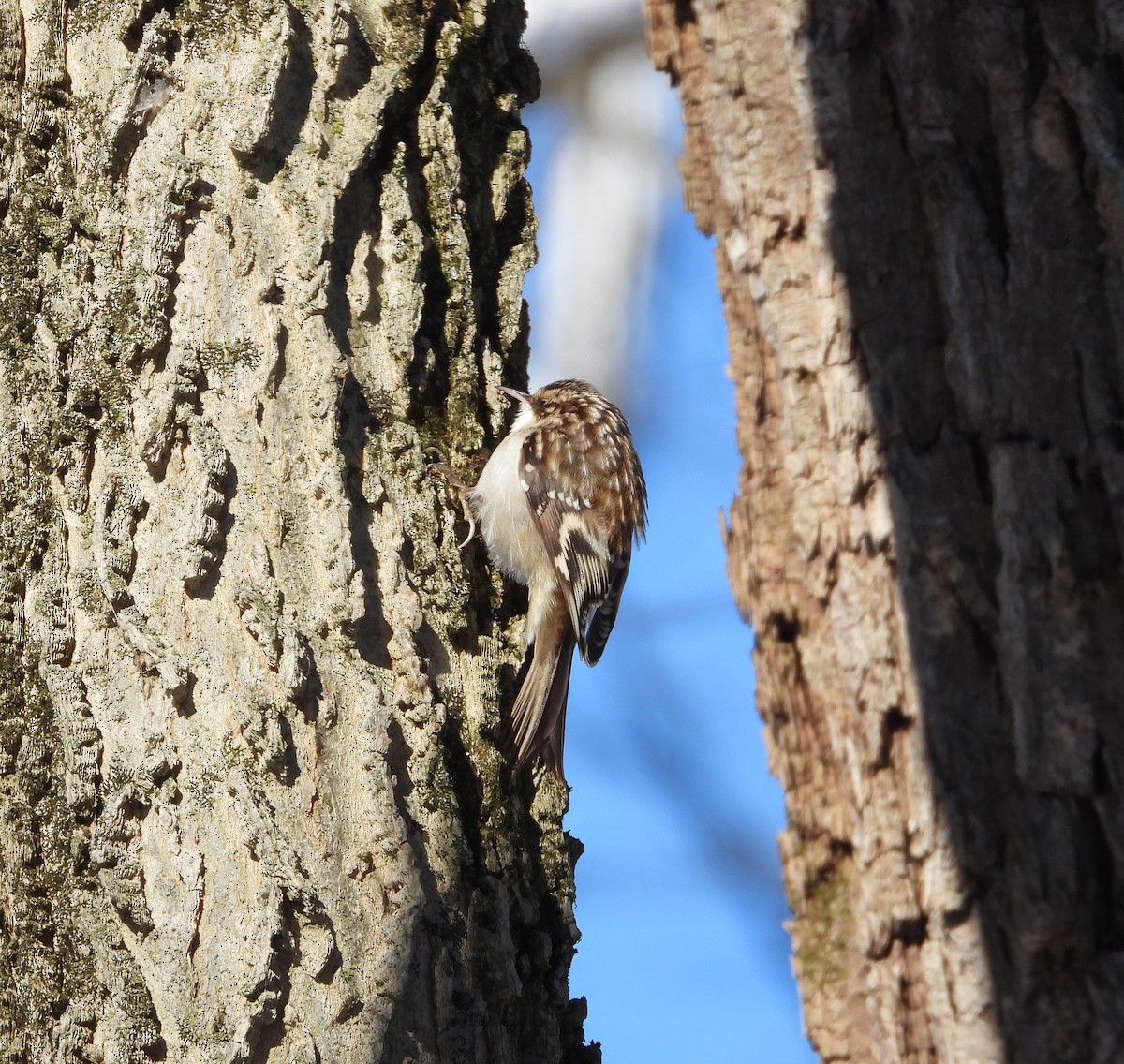 Brown Creeper - ML646378863