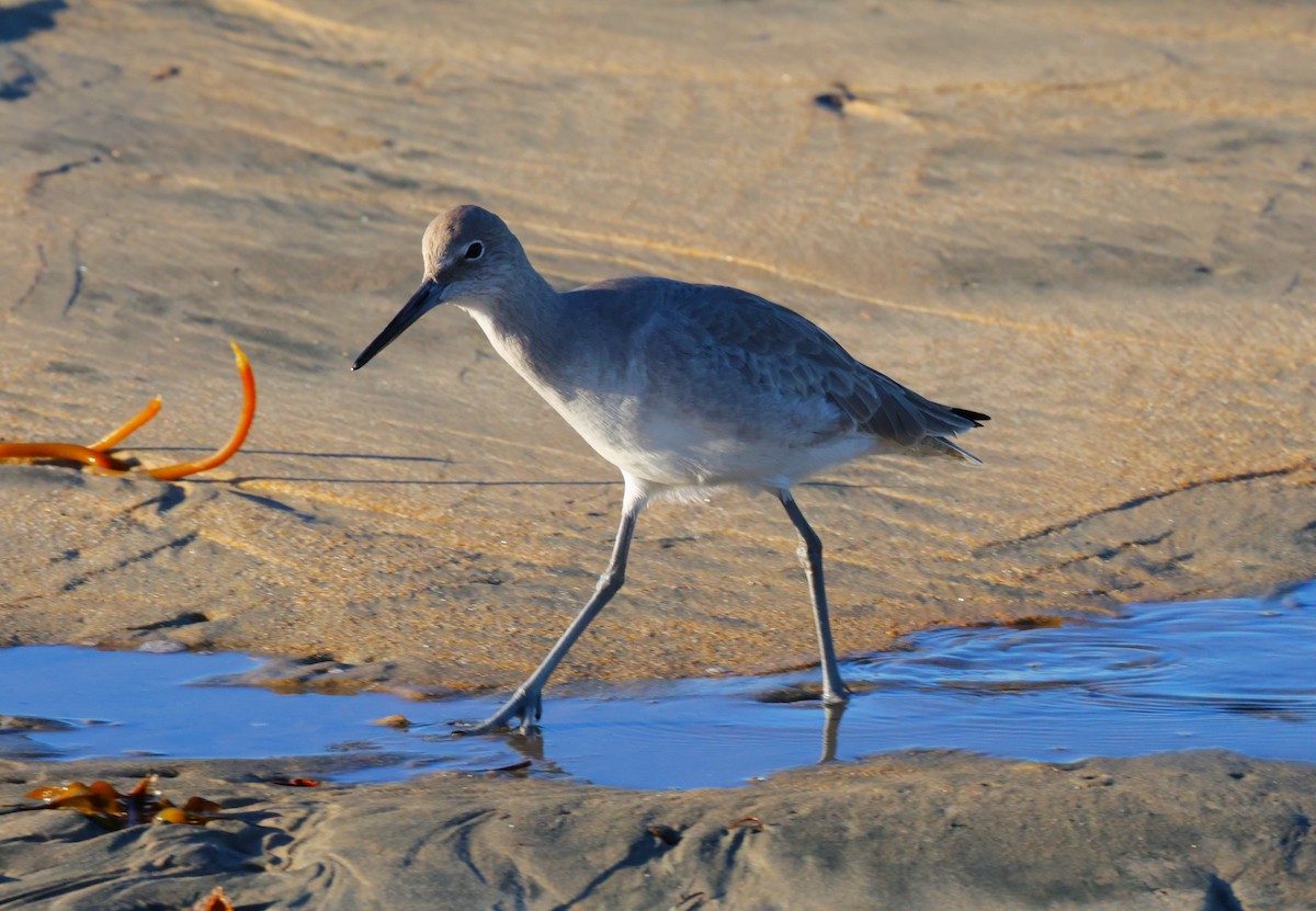 Willet - ML646378864