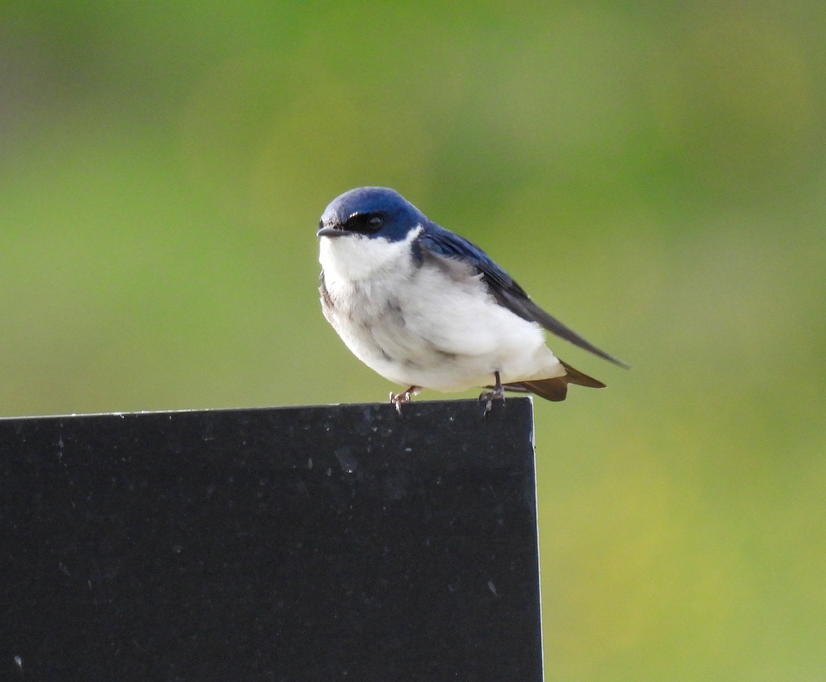 Chilean Swallow - ML646378866