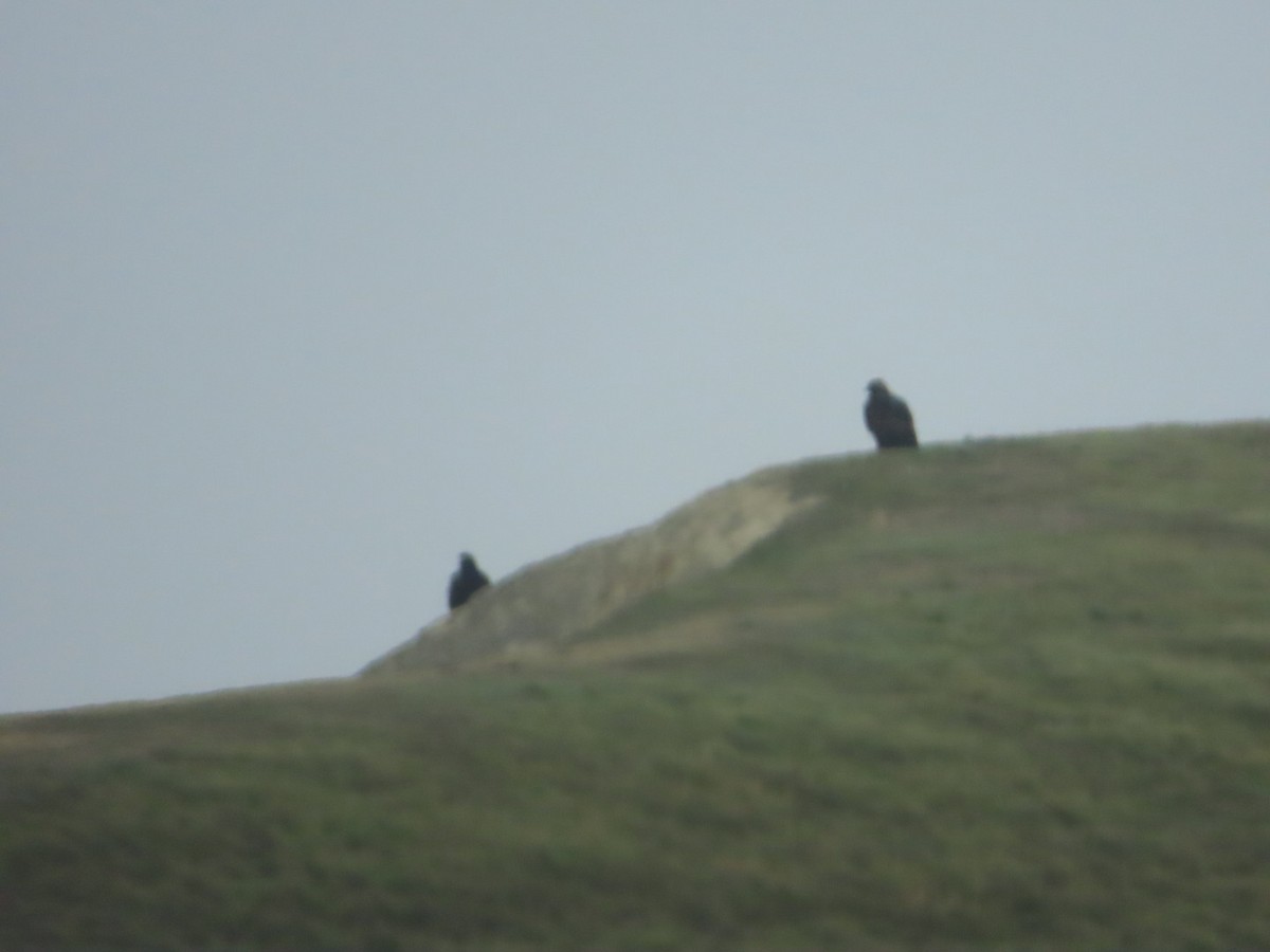 イヌワシ - ML646378867