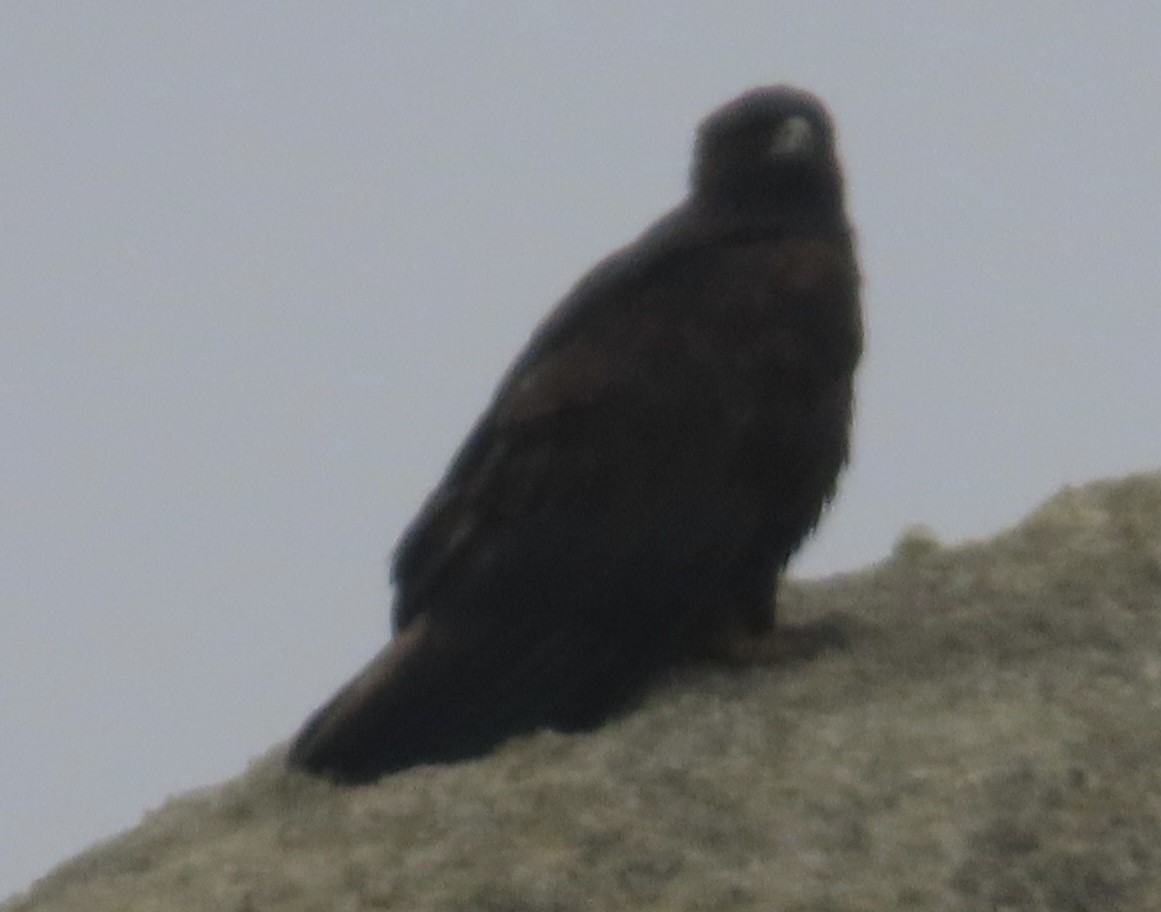 イヌワシ - ML646378868