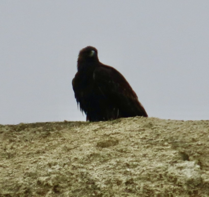 イヌワシ - ML646378869