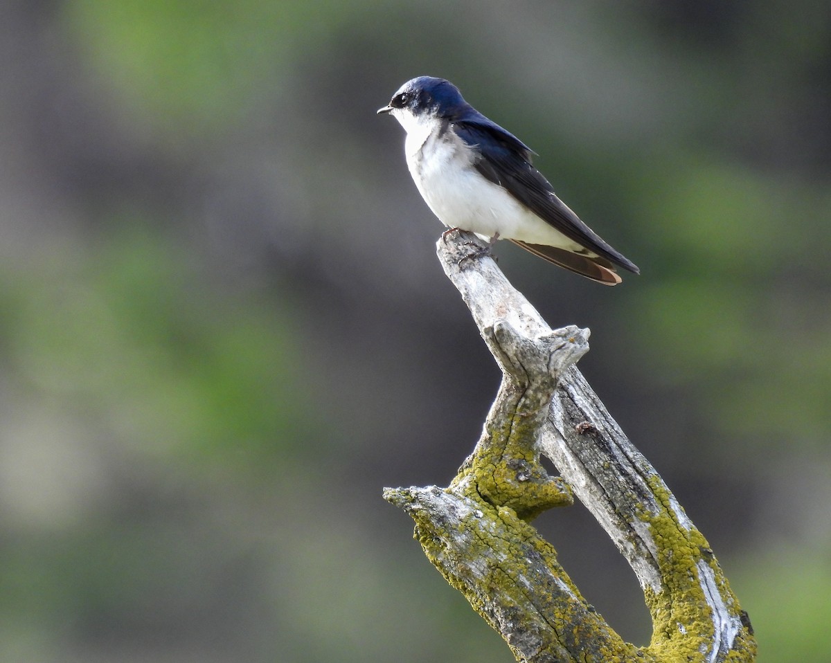 Chilean Swallow - ML646378870