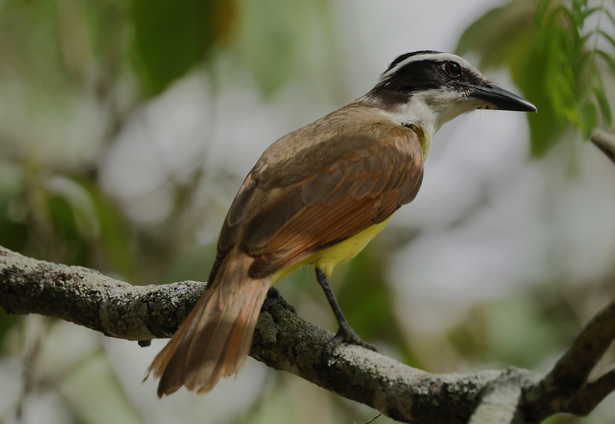 Great Kiskadee - ML646378871