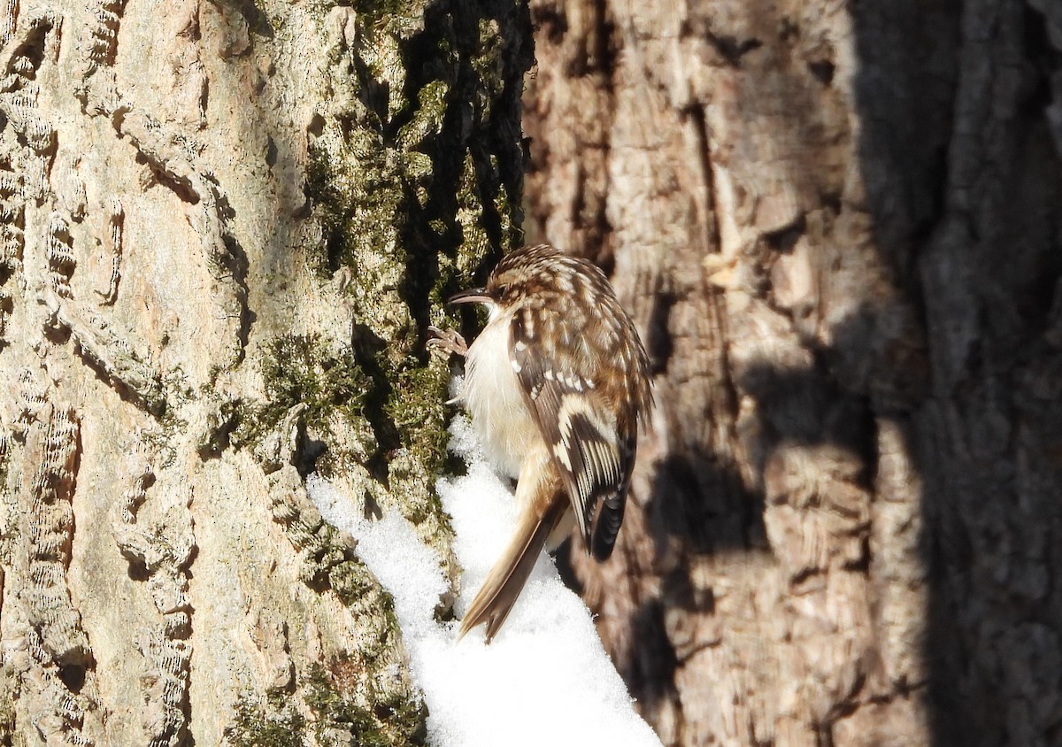 Brown Creeper - ML646378872
