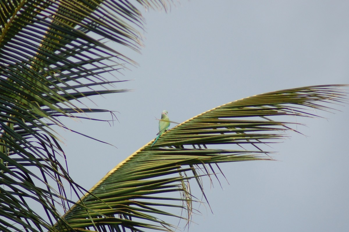 Rose-ringed Parakeet - ML646378873