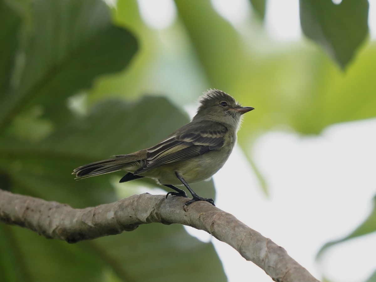 Caribbean Elaenia (Chinchorro) - ML646378874