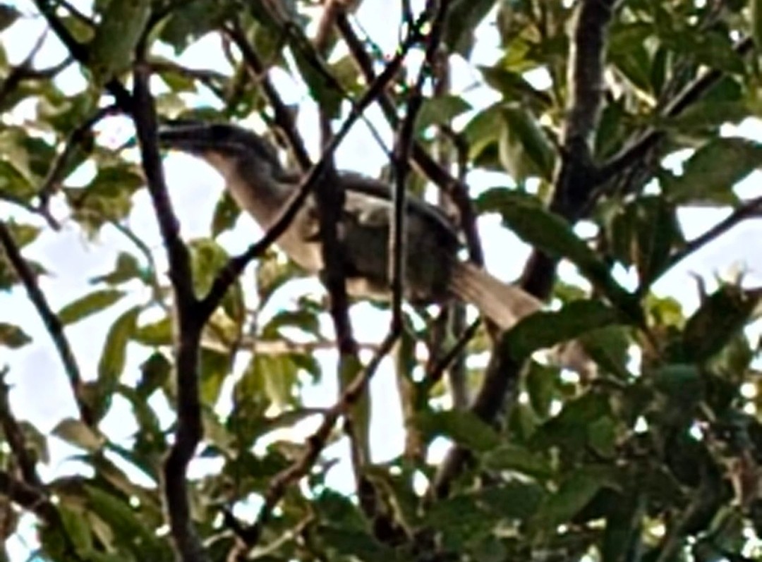 Indian Gray Hornbill - ML646378875
