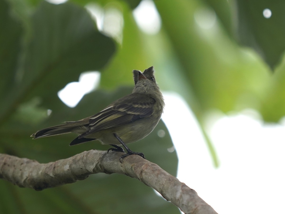 Caribbean Elaenia (Chinchorro) - ML646378876